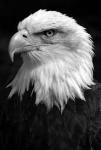 Eagle'S Small